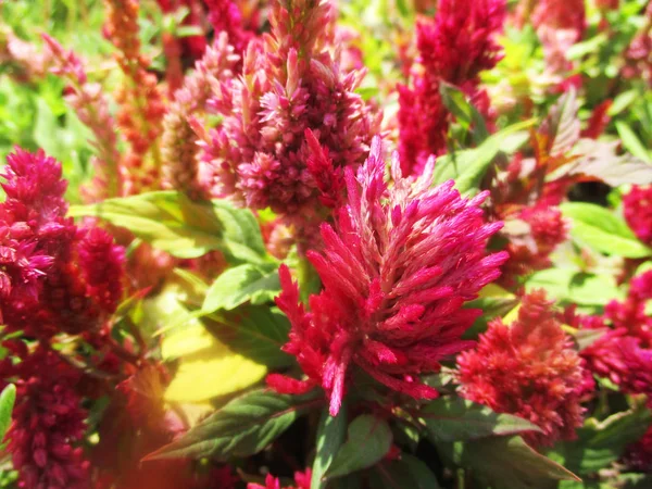 Renkli Çiçekler Güzel Doğa — Stok fotoğraf