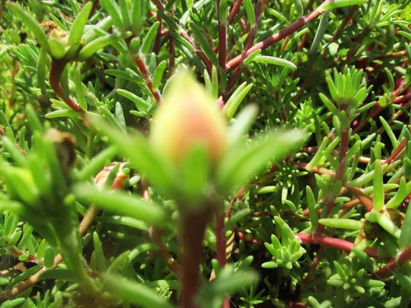 Flores Coloridas Natureza Bonita — Fotografia de Stock