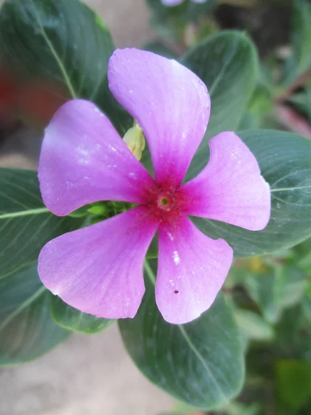 五颜六色的花朵 美丽的自然 — 图库照片