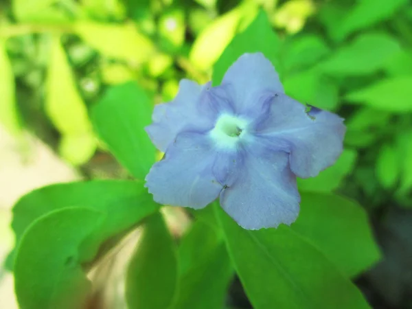 Fleurs Colorées Belle Nature — Photo