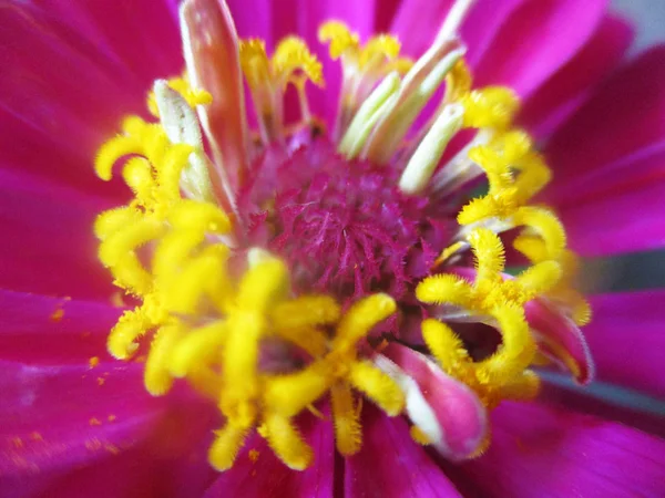 Fleurs Colorées Belle Nature — Photo