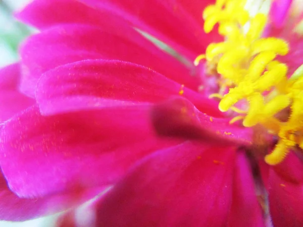 Färgglada Blommor Vackra Natur — Stockfoto