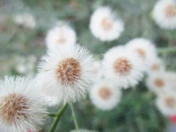 Färgglada Blommor Vackra Natur — Stockfoto