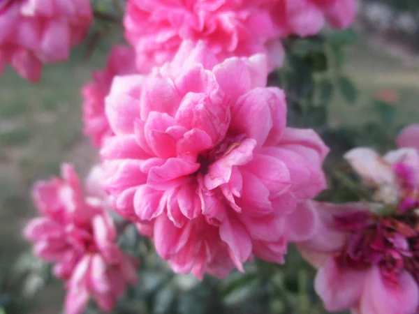 Bunte Blumen Schöne Natur — Stockfoto