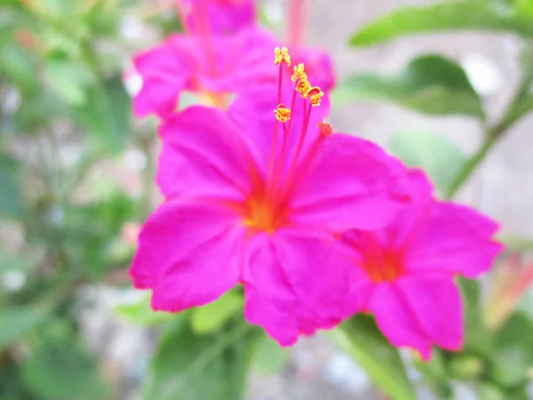 五颜六色的花朵 美丽的自然 — 图库照片