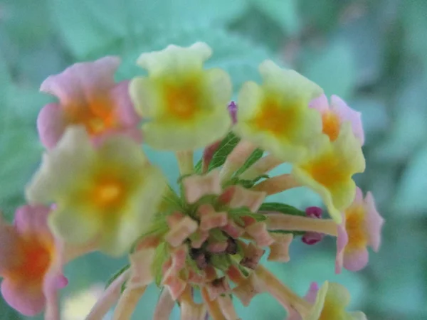 Flores Colores Hermosa Naturaleza —  Fotos de Stock
