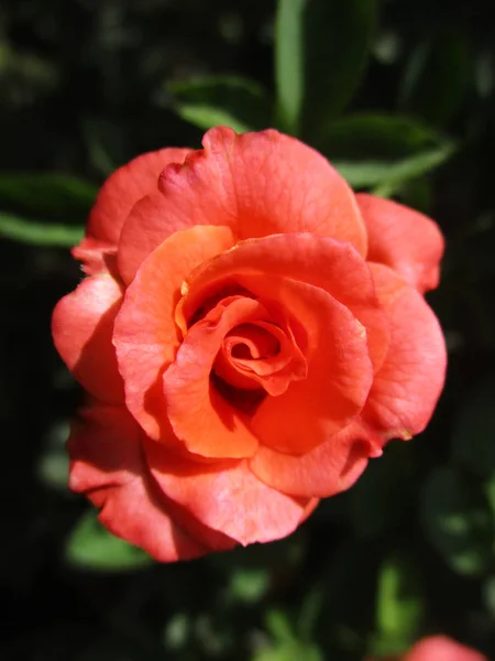 Penuh Warna Bunga Indah Alam — Stok Foto