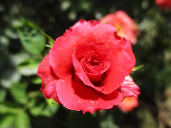 Barevné Květiny Krásná Příroda — Stock fotografie