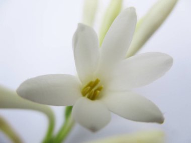 Gıda, otlar ve kuru meyve