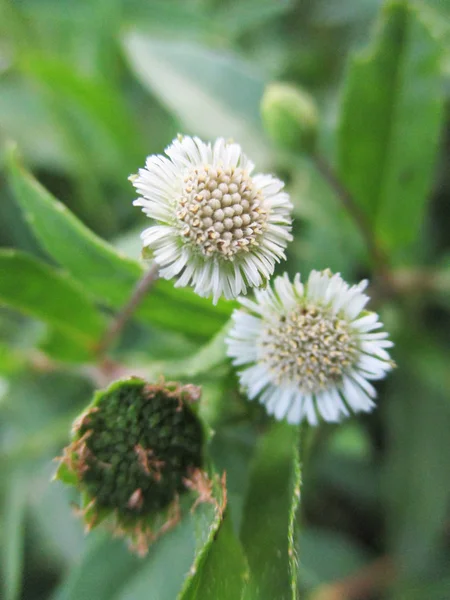 Färgglada Blommor Vackra Natur — Stockfoto