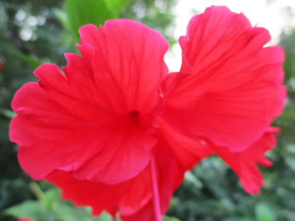 Flores Colores Hermosa Naturaleza — Foto de Stock