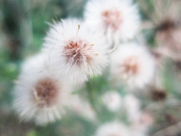 Gıda Otlar Kuru Meyve — Stok fotoğraf