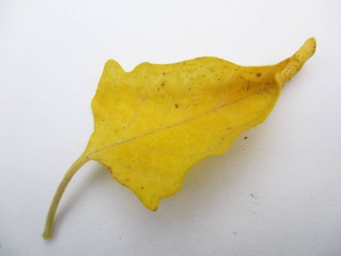                Yapraklar, yapraklar ve yeşil doğa                