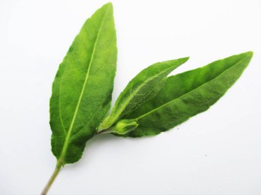                Yapraklar, yapraklar ve yeşil doğa                