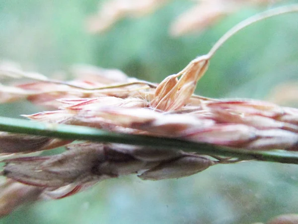 Bladeren Gebladerte Groene Natuur — Stockfoto