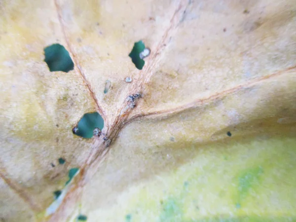 Feuilles Feuillage Nature Verte — Photo