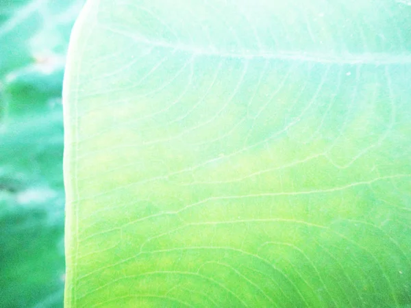 Blade Blade Grøn Natur - Stock-foto