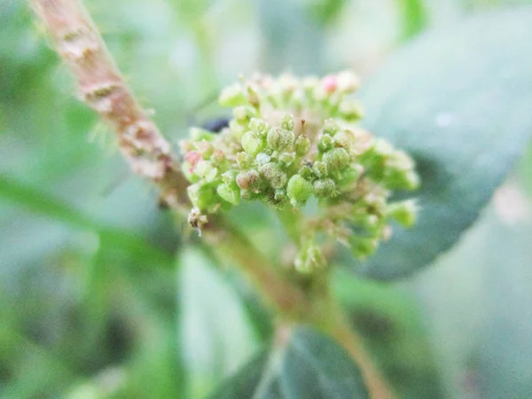 Bladeren Gebladerte Groene Natuur — Stockfoto