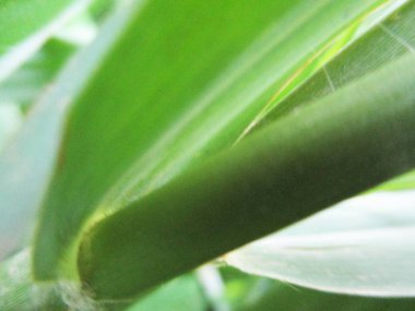                Yapraklar, yapraklar ve yeşil doğa                