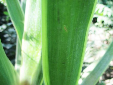                Yapraklar, yapraklar ve yeşil doğa                