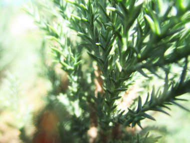 Yapraklar, yapraklar ve yeşil doğa 