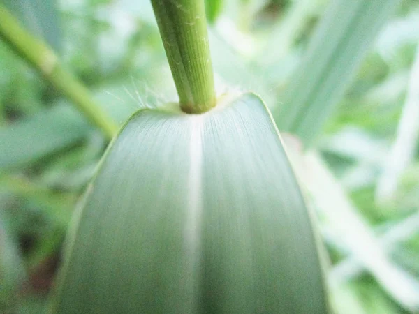 Feuilles Feuillage Nature Verte — Photo