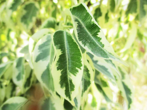 Hojas Follaje Naturaleza Verde —  Fotos de Stock