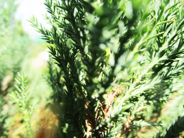 Liście Liście Zielona Natura — Zdjęcie stockowe