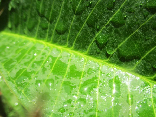 Blad Lövverk Och Grön Natur — Stockfoto