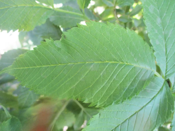 Hojas Follaje Naturaleza Verde —  Fotos de Stock