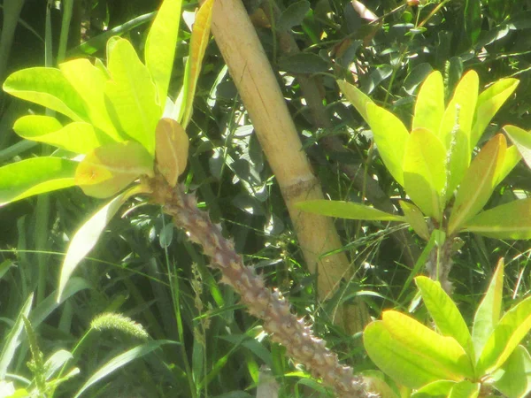 Hojas Follaje Naturaleza Verde —  Fotos de Stock