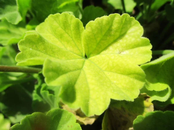 Foglie Fogliame Natura Verde — Foto Stock