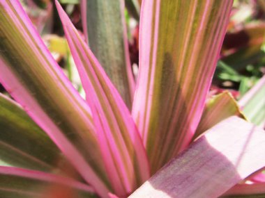 Yapraklar, yapraklar ve yeşil doğa