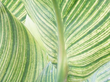 Yapraklar, yapraklar ve yeşil doğa