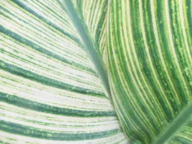 Yapraklar, yapraklar ve yeşil doğa