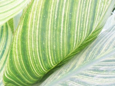 Yapraklar, yapraklar ve yeşil doğa