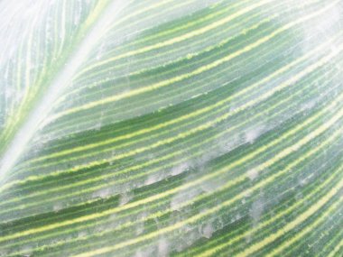 Yapraklar, yapraklar ve yeşil doğa