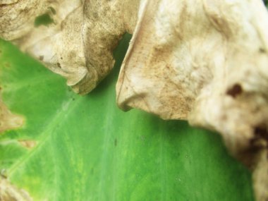 Yapraklar, yapraklar ve yeşil doğa