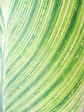 Yapraklar, yapraklar ve yeşil doğa