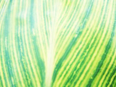 Yapraklar, yapraklar ve yeşil doğa