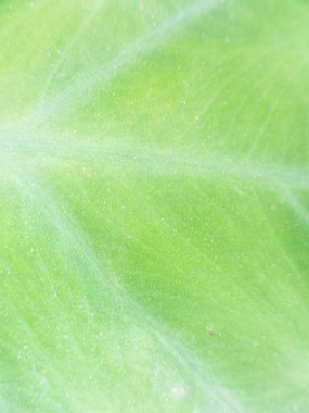 Yapraklar, yapraklar ve yeşil doğa