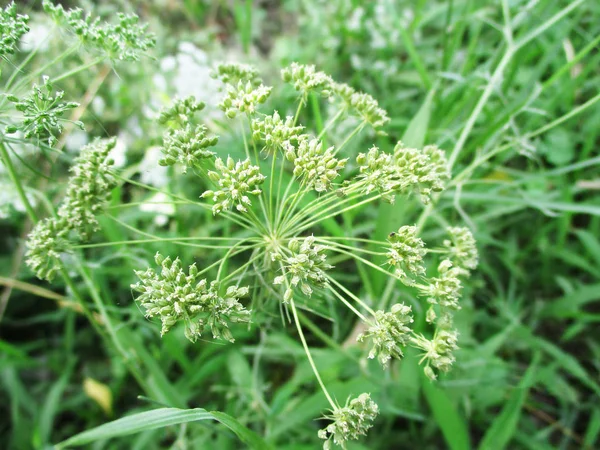 Folhas Folhagem Natureza Verde — Fotografia de Stock