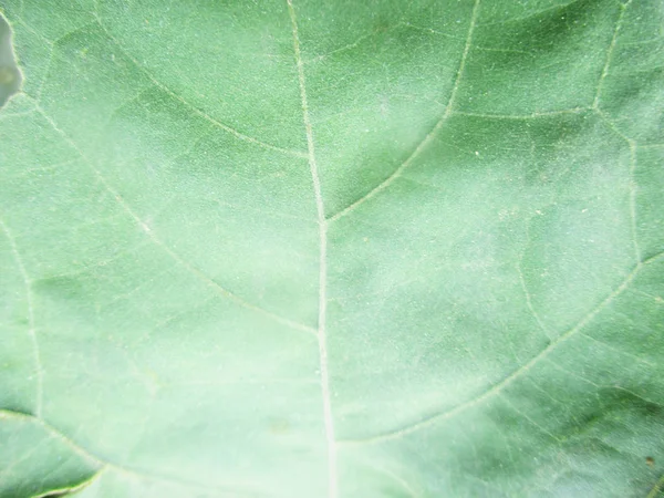 Blätter Laub Und Grüne Natur — Stockfoto