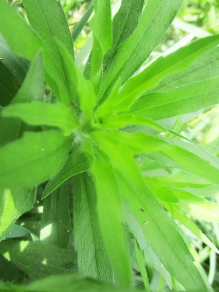 Hojas Follaje Naturaleza Verde —  Fotos de Stock