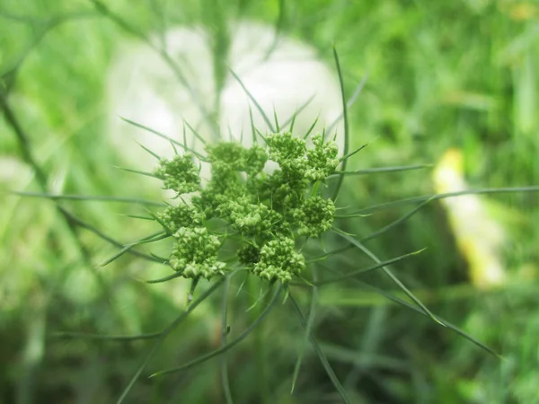 Blad Lövverk Och Grön Natur — Stockfoto