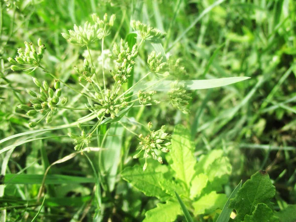 Folhas Folhagem Natureza Verde — Fotografia de Stock