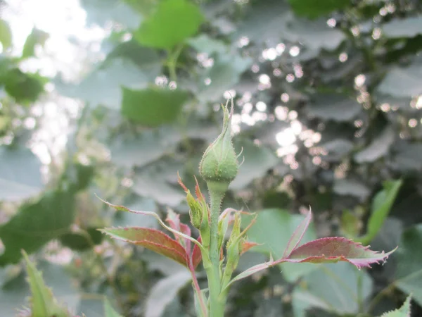 Feuilles Feuillage Nature Verte — Photo