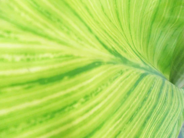 Blätter Laub Und Grüne Natur — Stockfoto