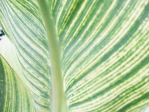 Blätter Laub Und Grüne Natur — Stockfoto