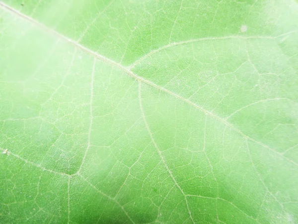 Bladeren Gebladerte Groene Natuur — Stockfoto